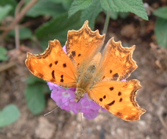 Polygonia egea